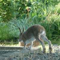 エゾユキウサギさんは、すっかり夏毛
