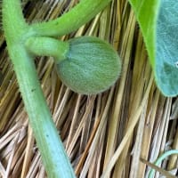 🍈メロン