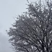 春の昼寝って最高ですよね