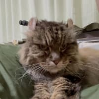 20250621の猫たちと時々犬