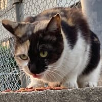 半黒三毛とデカ黒。