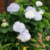 6月14日と今朝の庭