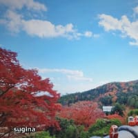 １１月の紅葉