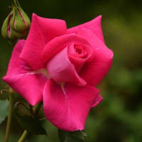 畜産センターの薔薇③