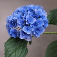 ★goo blogでの投稿は今回で終了いたします　　2025