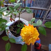 友達の、バラが咲き乱れるお庭