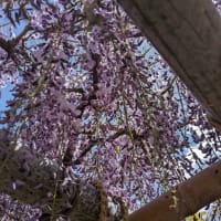 藤の花