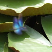 睡蓮の花咲く池で翔回るチョウトンボ