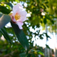 ツバキの花とユキワリソウの蕾（赤塚植物園 2022.1.22撮影）