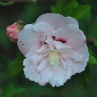 散歩道　八重のムクゲの花　　　27