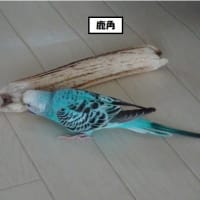 人もインコもダイエットは大変…