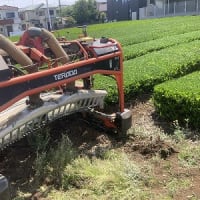 新茶　茶摘み