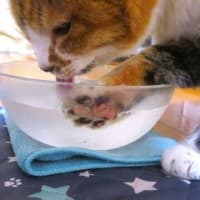 「猫と人の暑さ対策」