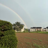 梅ジャムです