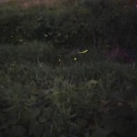 ゲンジホタル　♪