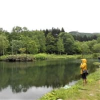 管理釣り場TOMOプレイパークさんでニジマス平均時速17尾（北海道赤井川村）