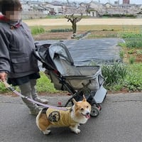 花見散歩