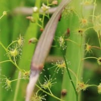 ミミカキグサ、ムラサキミミカキグサ、イシモチソウ