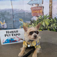 Pet Expo 2025 　ペット・エクスポ - 5/04/2025