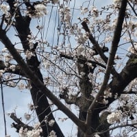 桜の木
