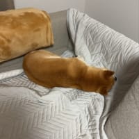 文化の違い