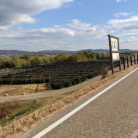 京都・八幡、翡翠な紅葉アーンド流れ橋（２）