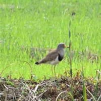 ここの田んぼでも、時々見かけるケリ。