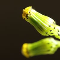 野襤褸菊 （ノボロギク）