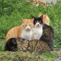 春の猫たち