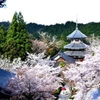 ８年前.奥千本からの吉野山は見事でした❣️