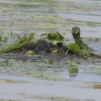 カイツブリの巣（鳰の浮巣）におのうきす2
