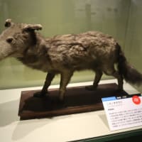 国立科学博物館で、『大哺乳類展 3  わけてつなげて大行進』を観ました。