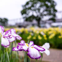 小岩菖蒲園（その1：花菖蒲と京成電車）