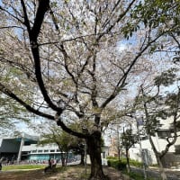 溝口緑地の桜　2024年春