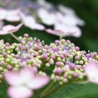 暑さに負けそう・・・紫陽花