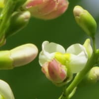 2025.07.14 アメリカフヨウとエンジュの花にひまわり