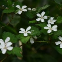ニガイチゴとシラユキゲシそして三輪の二輪草