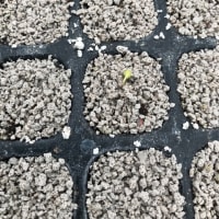 ブロッコリーこんばんは
