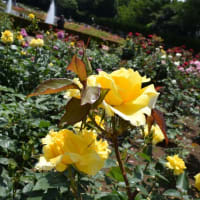 石垣島を転出して半年／神代植物公園