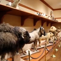 恐竜好きには堪らない？。群馬県立自然史博物館は常設展も見どころ満載でした。