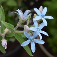 巨大なゆり、ザンビア7月2日に咲く。