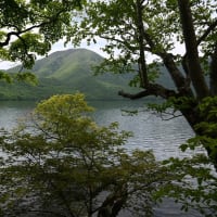 赤城⑤見晴山ツツジ