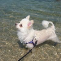 マリン琵琶湖への巻
