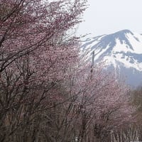 岩木山麓のさくら並木