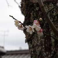 春二選！
