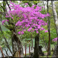 「赤城山 小沼（こぬま、この）」の つつじ