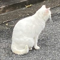 夕ウォーキングの風景。令和7年7月14日。和食Wに入れないww