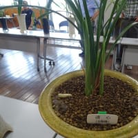 佐賀寒蘭会新芽鑑賞会（普通芽）
