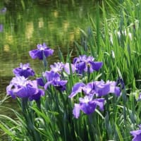 城北菖蒲園