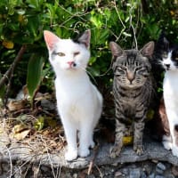 九州F島の猫たち　2025年4月　その12